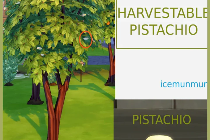 HARVESTABLE PISTACHIO