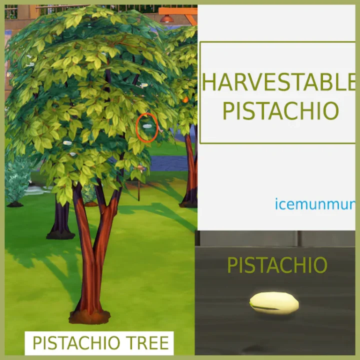 HARVESTABLE PISTACHIO