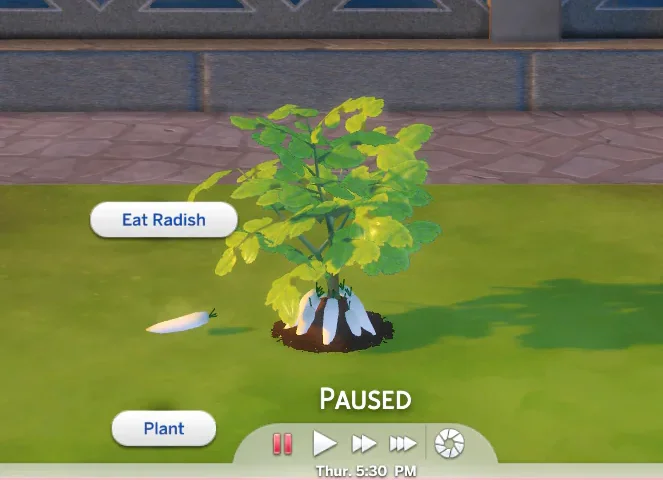 Harvestable Daikon/Radish