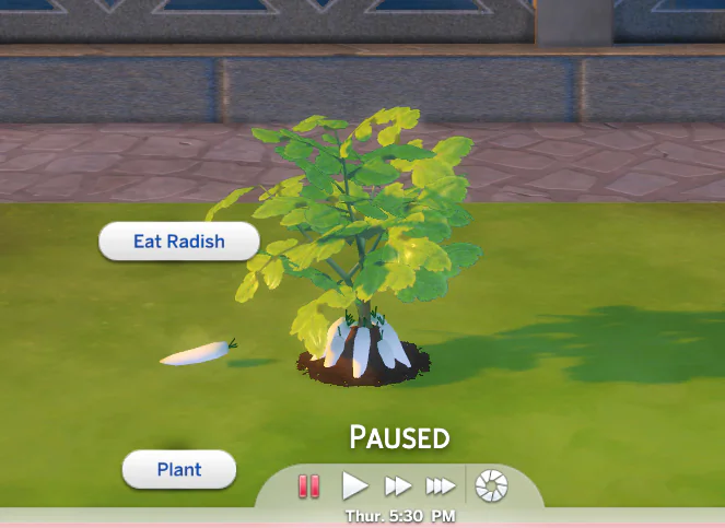 Harvestable Daikon/Radish