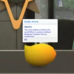 Harvestable Mango