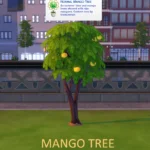Harvestable Mango