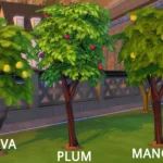 Harvestable Mango
