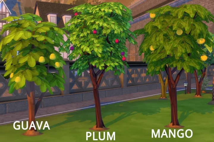 Harvestable Plum