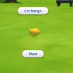 Harvestable Mango