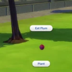 Harvestable Plum