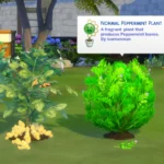 Harvestable Peppermint