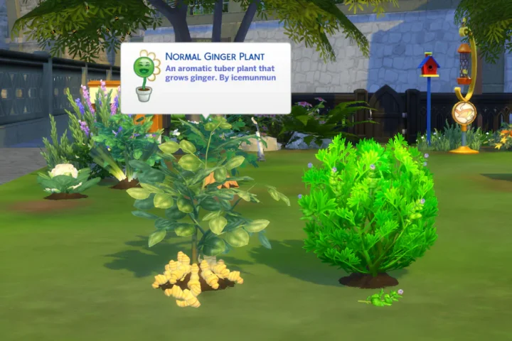 Harvestable Ginger