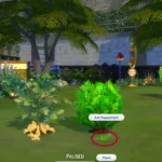 Harvestable Peppermint