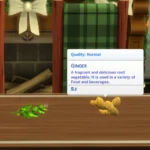 Harvestable Ginger