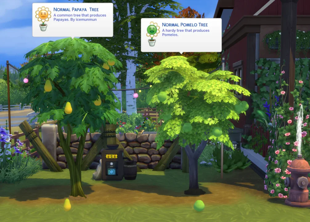 Harvestable Papaya