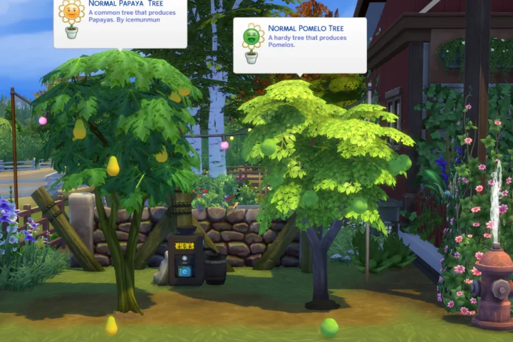 Harvestable Papaya