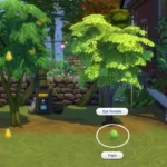 Harvestable Pomelo