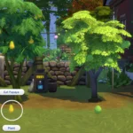 Harvestable Papaya