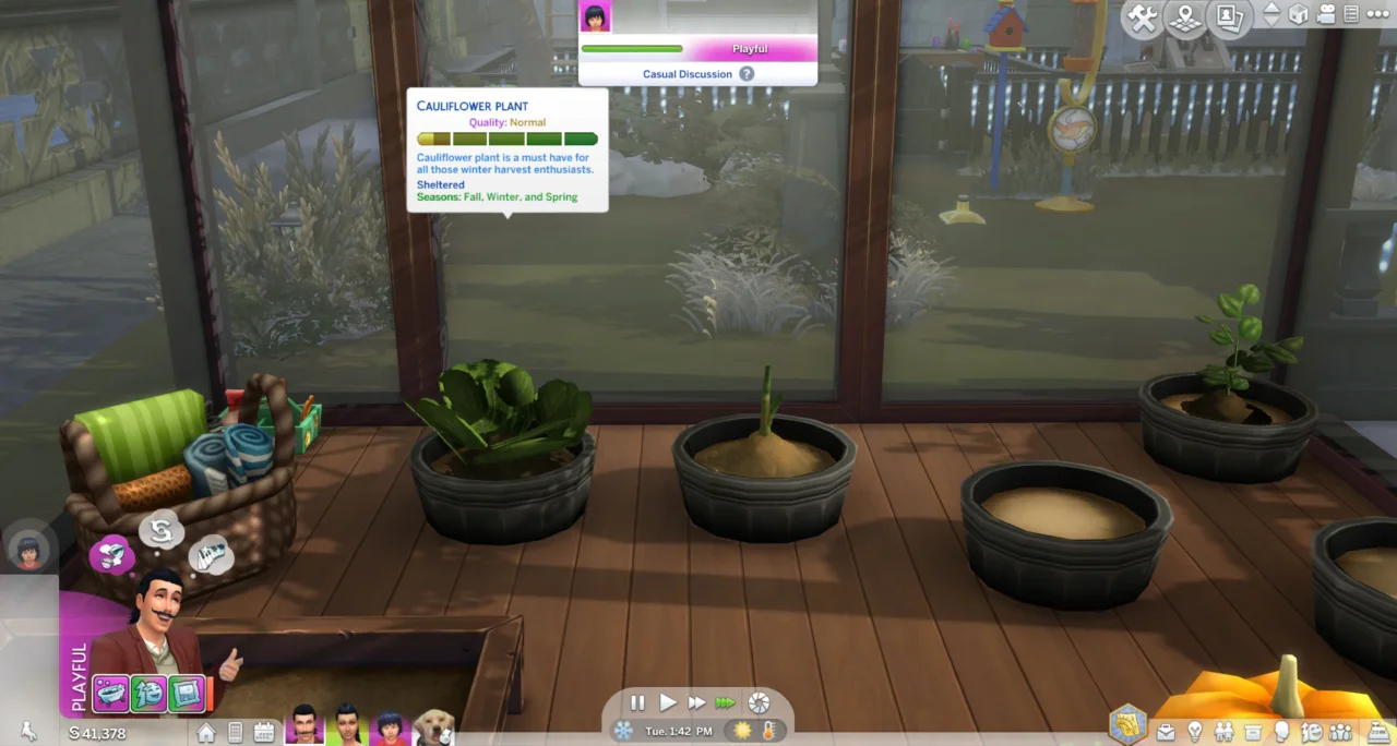 Harvestable Cauliflower
