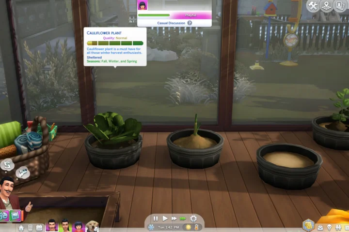Harvestable Cauliflower