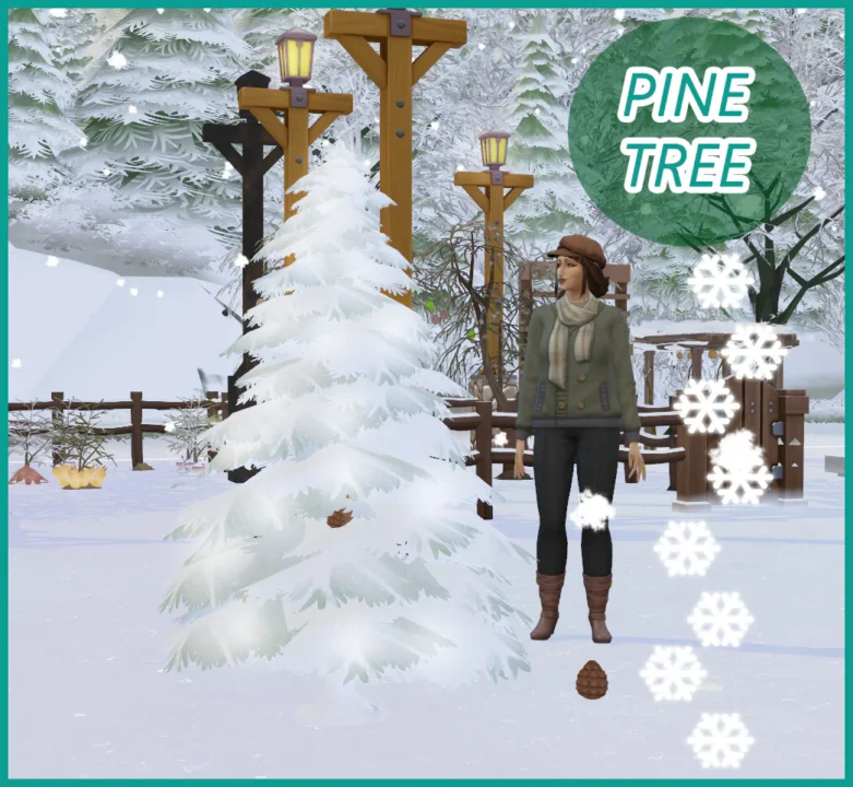Harvestable Pine Cone and Pine Nuts