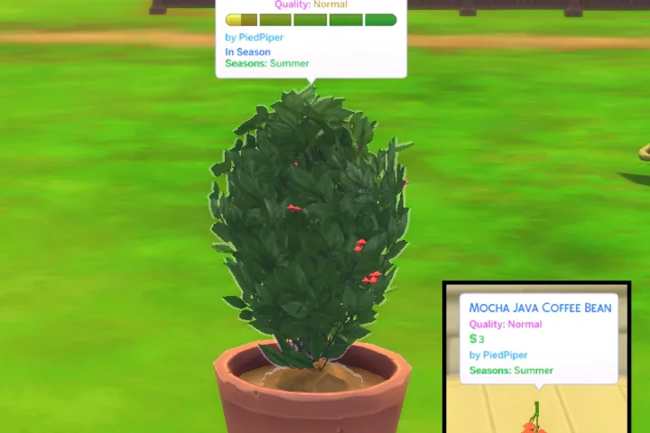 Mocha Java Coffee (Harvestable)