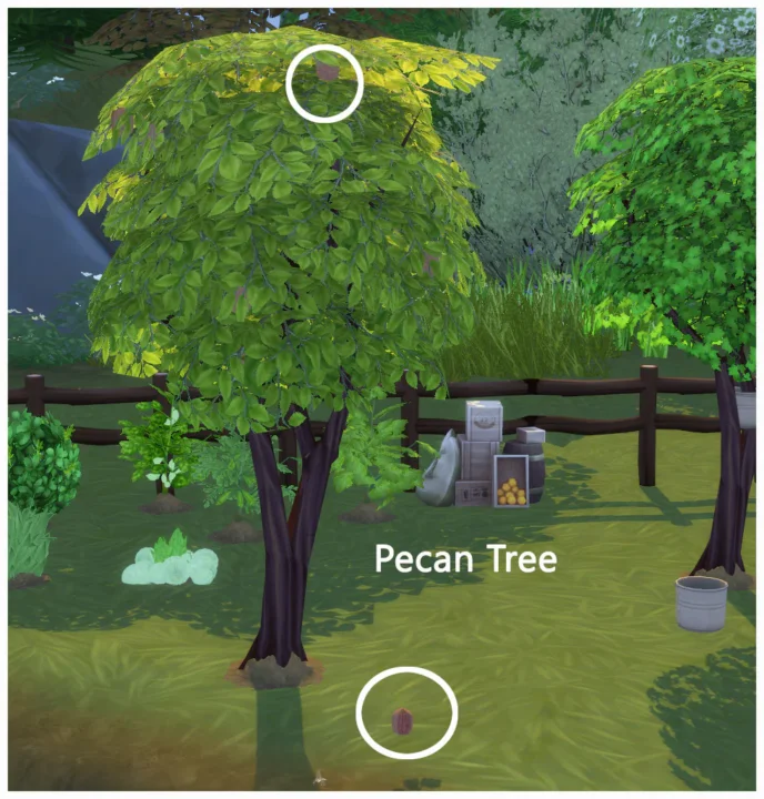 HARVESTABLE PECAN