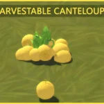 HARVESTABLE CANTELOUPE SET