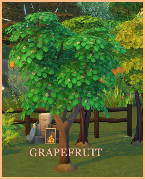 HARVESTABLE GRAPEFRUIT