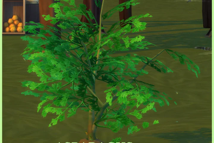 HARVESTABLE ASPARAGUS