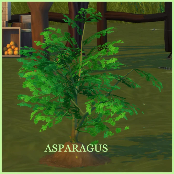 HARVESTABLE ASPARAGUS