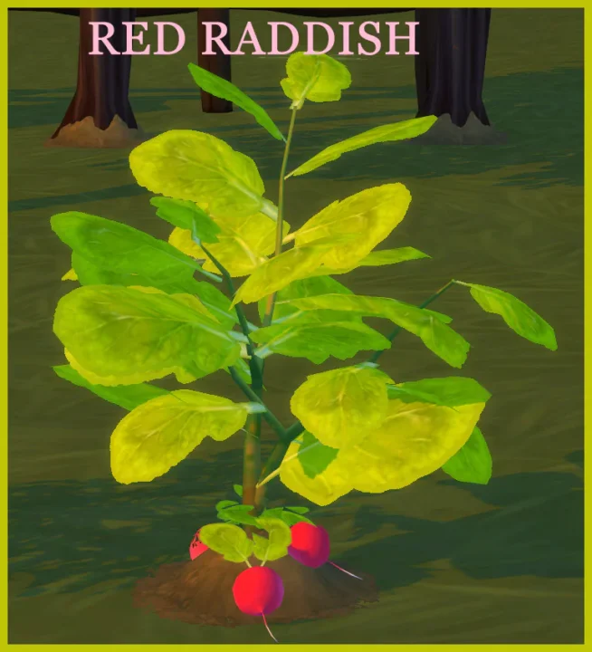 HARVESTABLE RED RADISH