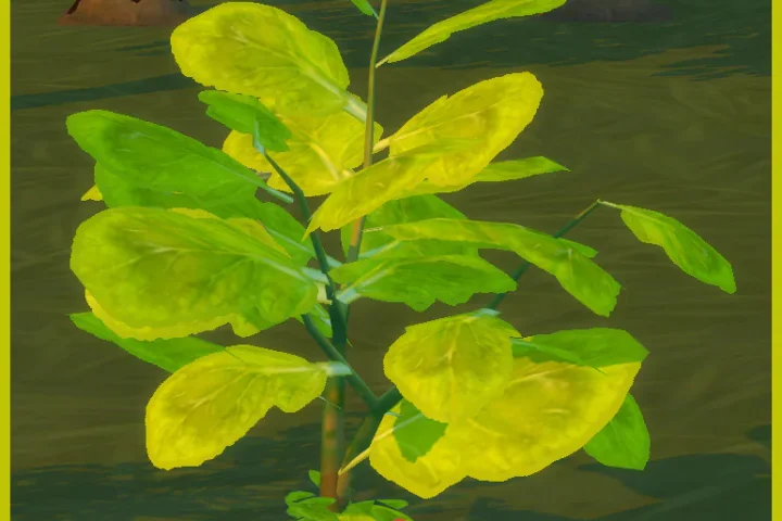 HARVESTABLE RED RADISH