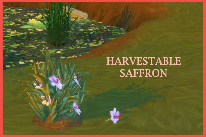 Harvestable Saffron