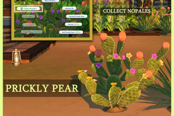 Harvestable Prickly Pear Plant