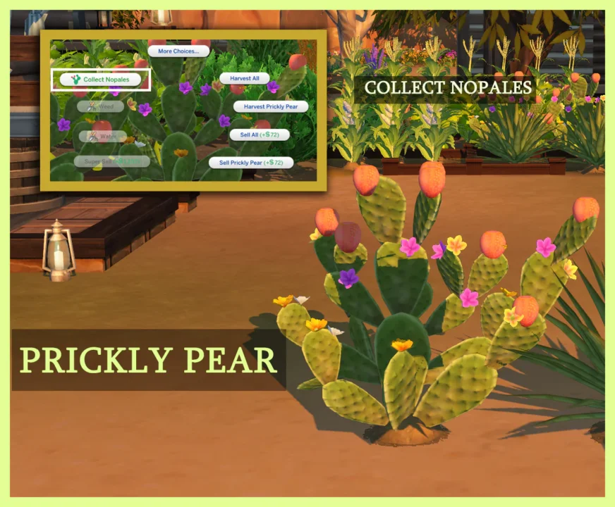 Harvestable Prickly Pear Plant