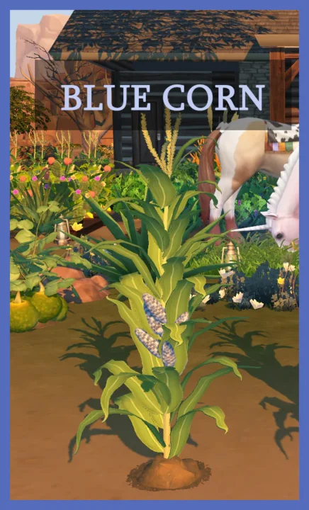 Harvestable Blue Corn
