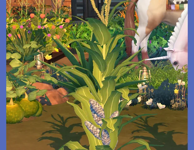 Harvestable Blue Corn