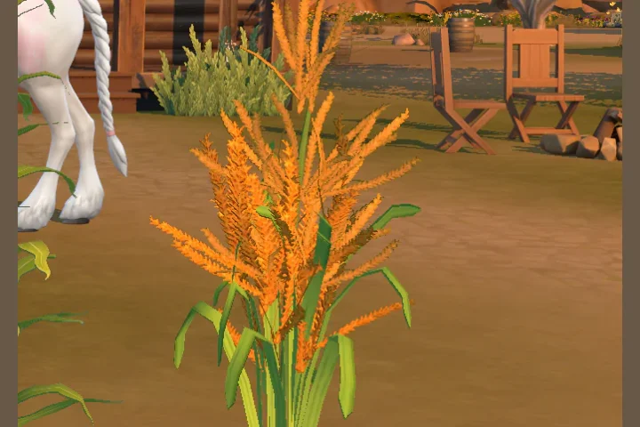 Harvestable Wild Rice