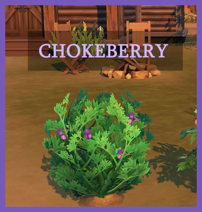 Harvestable Chokeberry
