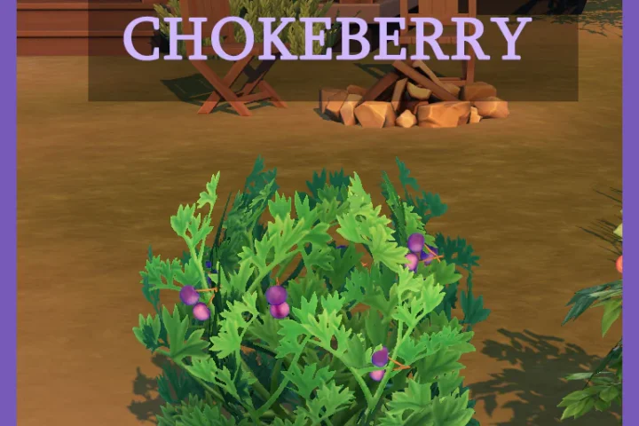 Harvestable Chokeberry