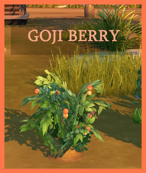 Harvestable Gojiberry