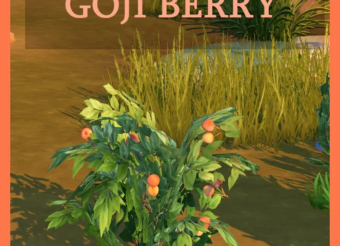 Harvestable Gojiberry