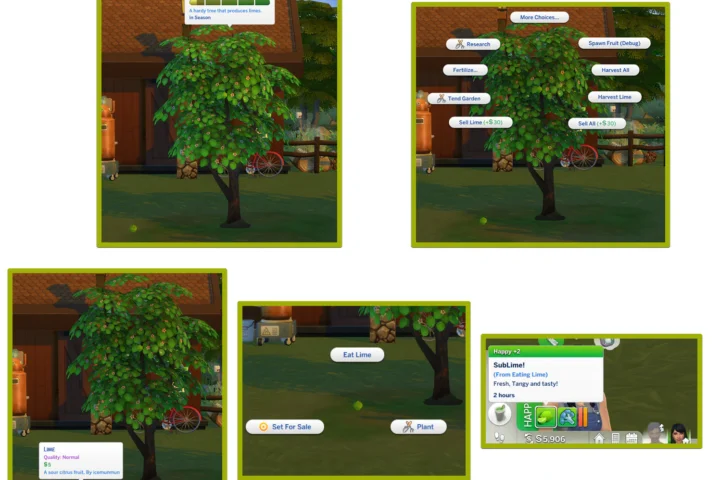 HARVESTABLE LIME