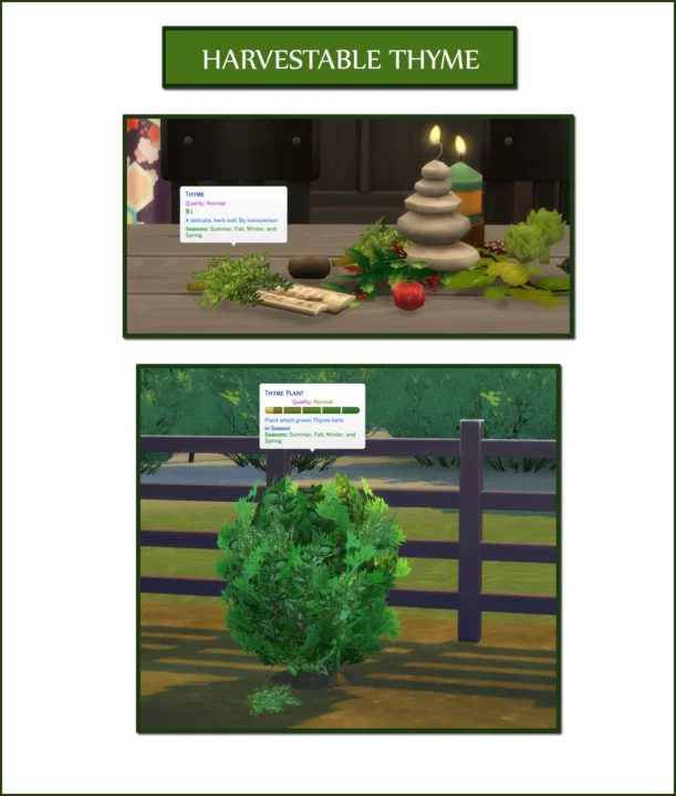 Harvestable Thyme