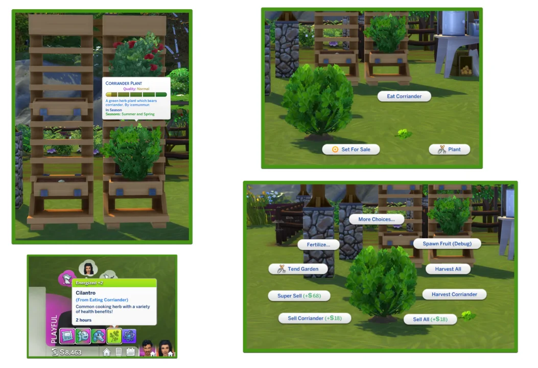 HARVESTABLE CORRIANDER /CILANTRO