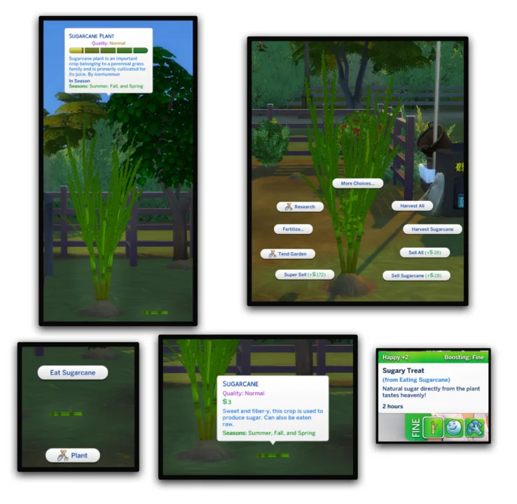 HARVESTABLE SUGARCANE