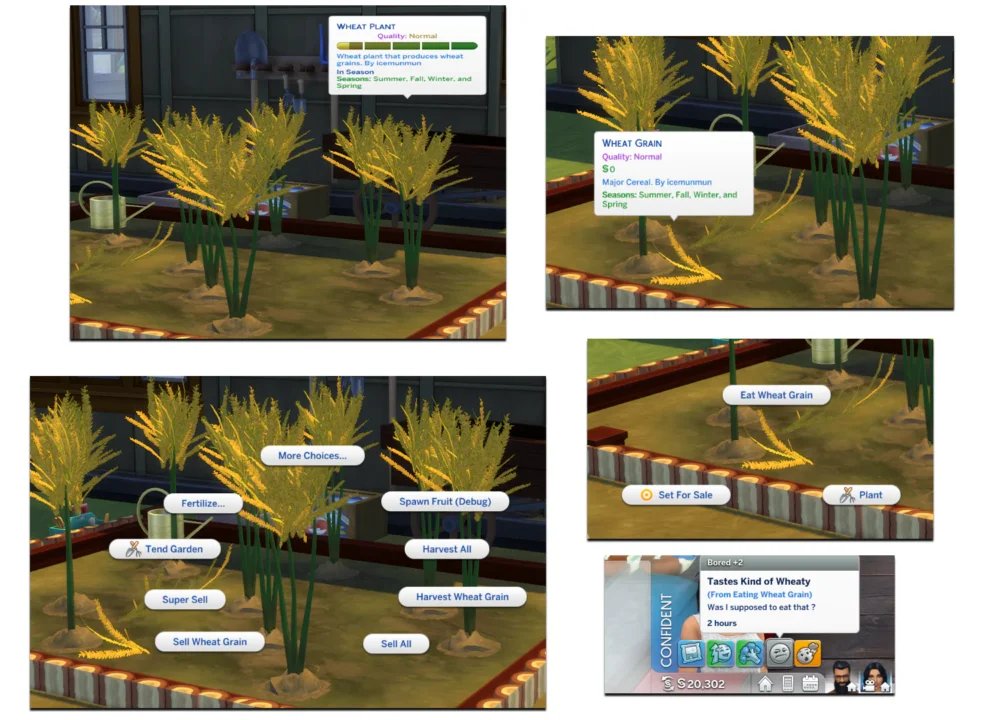 HARVESTABLE WHEAT GRAIN