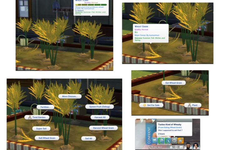 HARVESTABLE WHEAT GRAIN