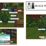 Harvestable Black Pepper