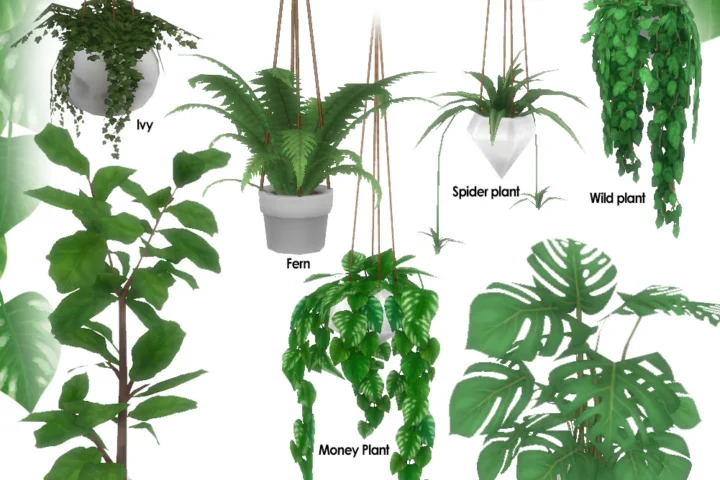 Urban Jungle Plants