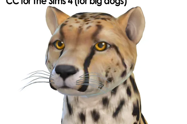 Whiskers for Dogs