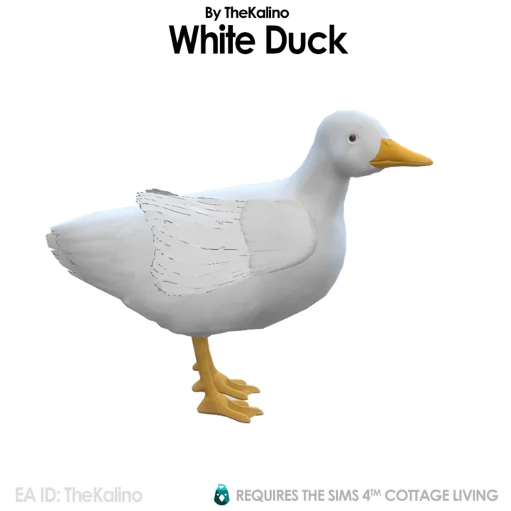 White Duck for the Chicken Coop