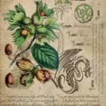 Witch plants posters